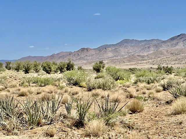 a view of mountain with trees in the background