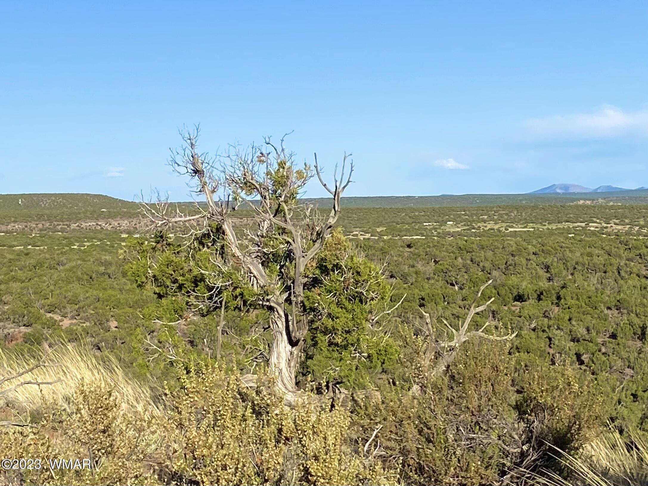 9338 Bluebell Lane Snowflake, AZ 85937 - Photo 13 of 23