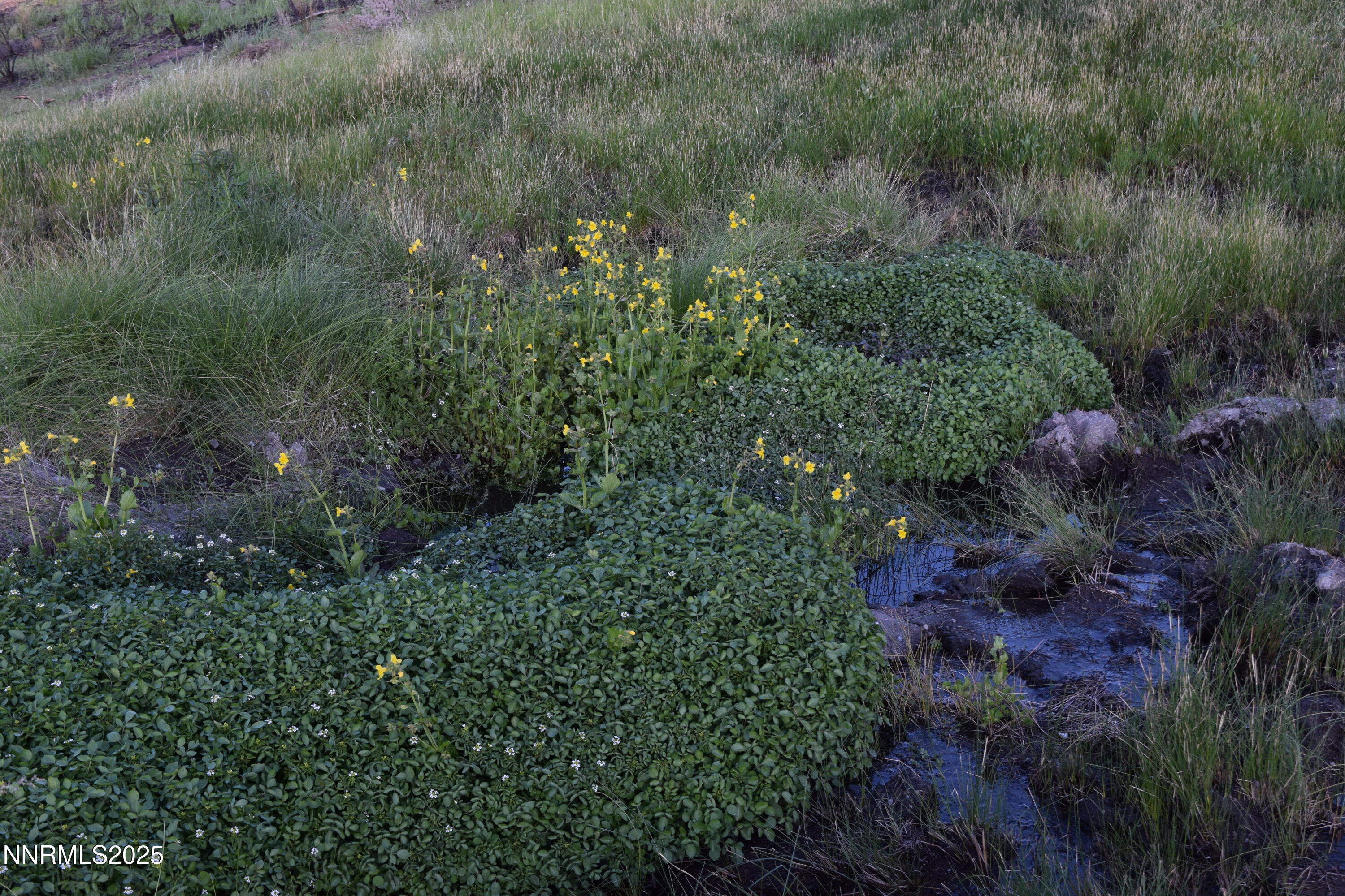 3300 High Rock Road Gerlach, NV 89412 - Photo 12 of 57 a view of a lush green forest
