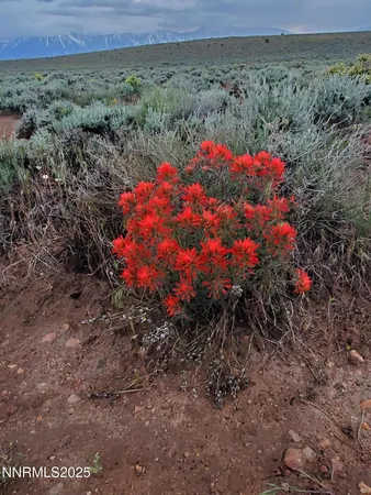 a view of a garden with a pathway