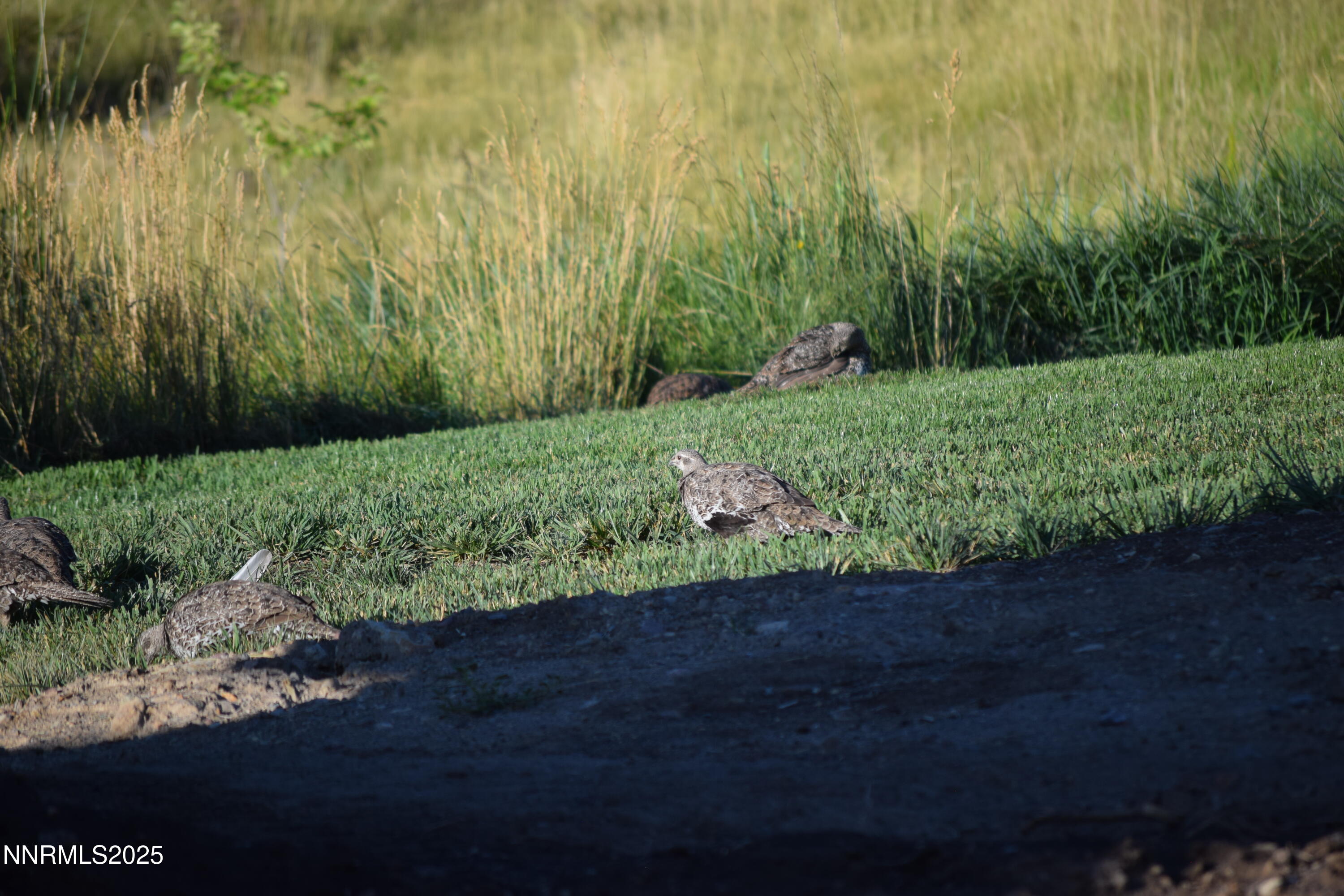 3300 High Rock Road Gerlach, NV 89412 - Photo 56 of 57 a view of a garden with a pathway