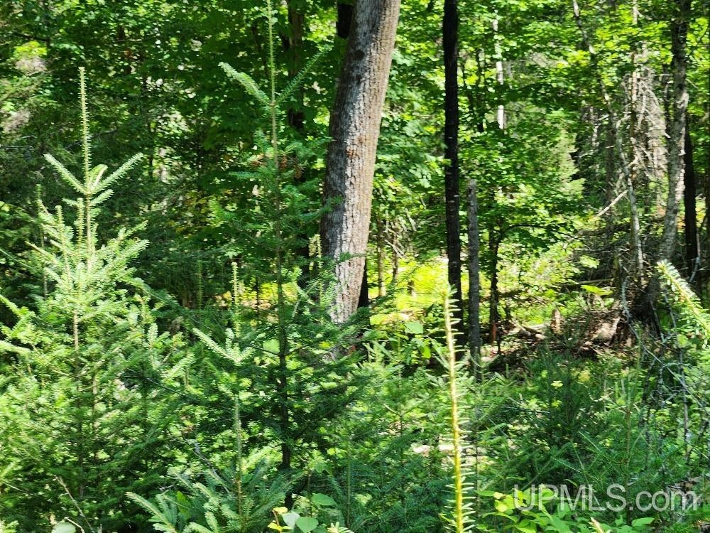 2.63-acres Sheltrow Road, Unit LOT 6PAINT RIVER HIGHLAN Crystal Falls, MI 49920 - Photo 24 of 53 Gallery Image 24