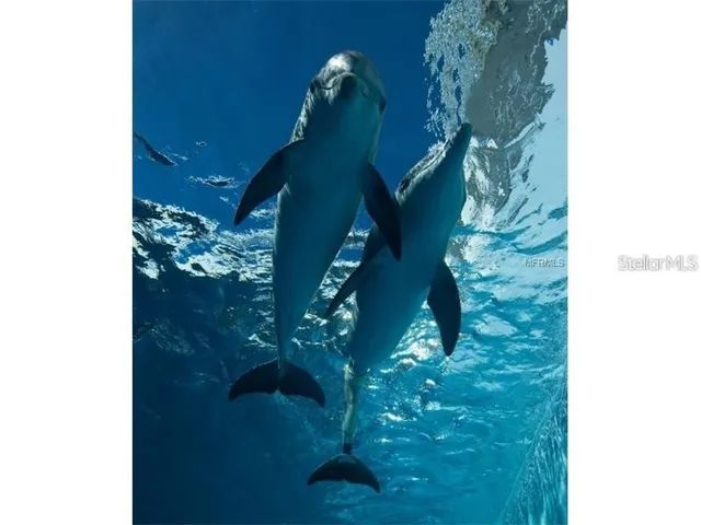 $2,900 | 400 Island Way, Unit 1606, Clearwater Beach, FL 33767