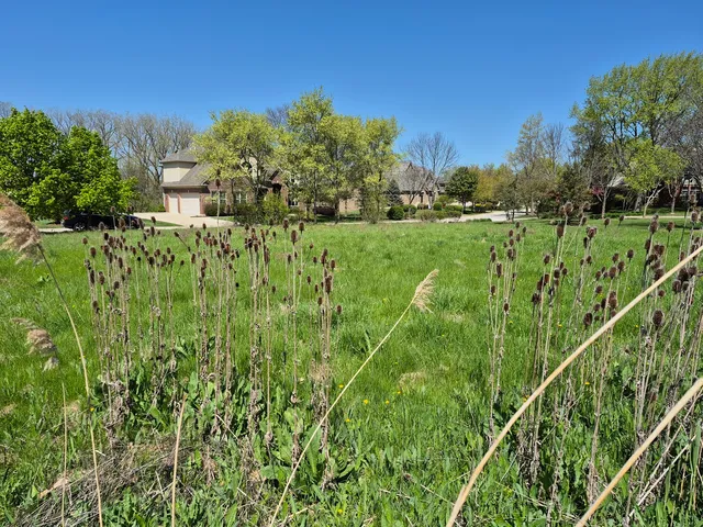 a view of a green field with plants