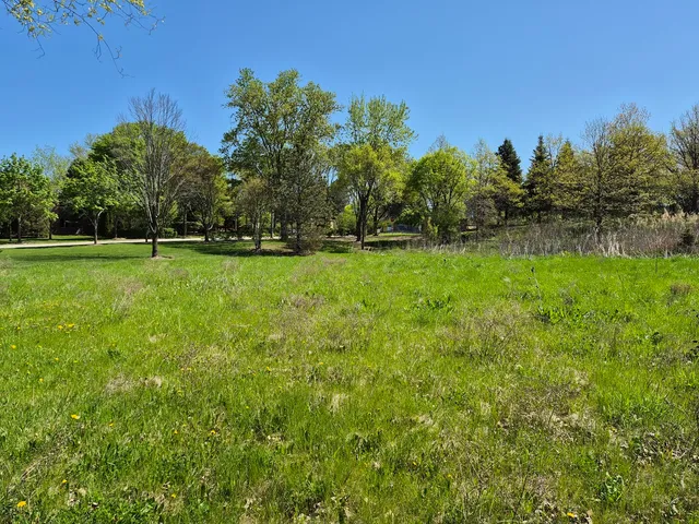 a view of a big yard with a tree