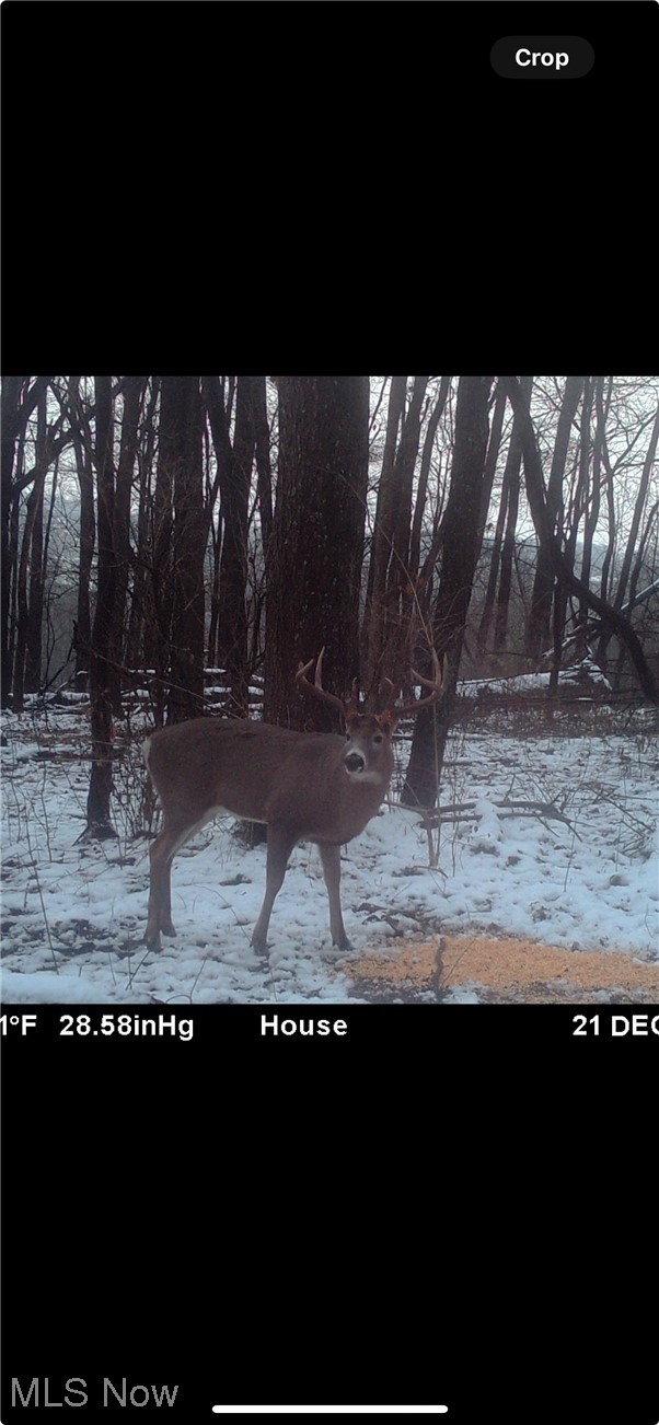 13908 Calaboone Road Doylestown, OH 44230 - Photo 35 of 37 Deer Reside Here Too!