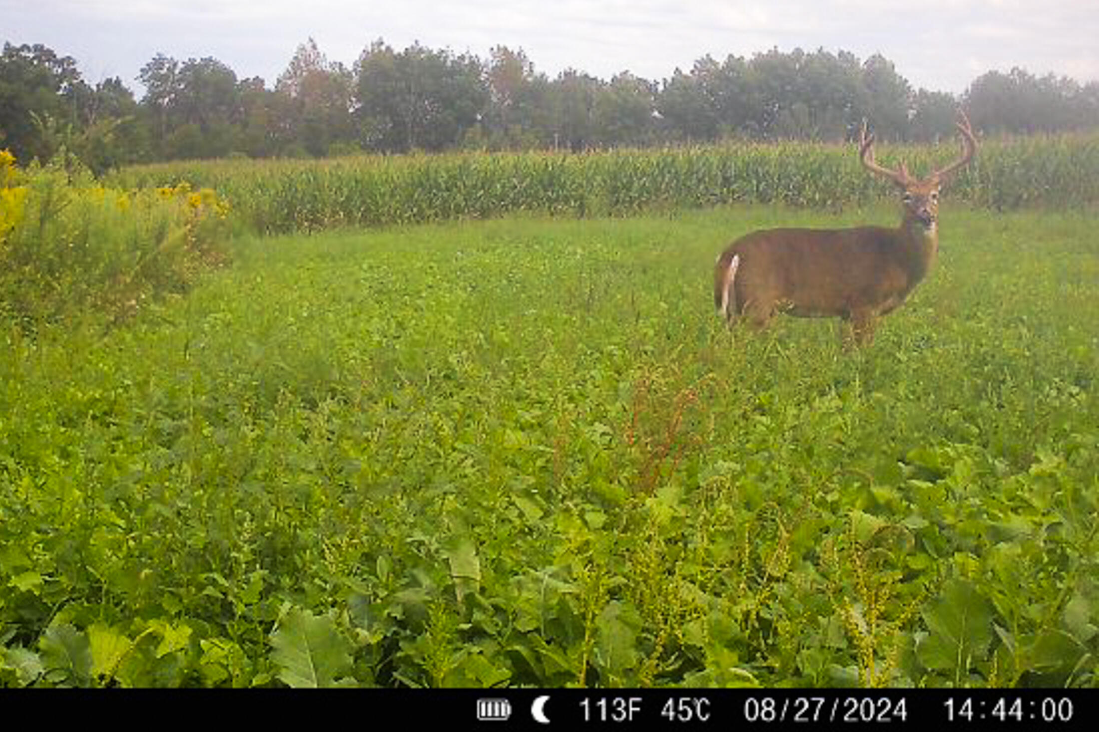 Lt0 Lt0 County Road Boscobel, WI 53805 - Photo 24 of 74 Crawford-County-WI-86-Acres-Land-For-Sal