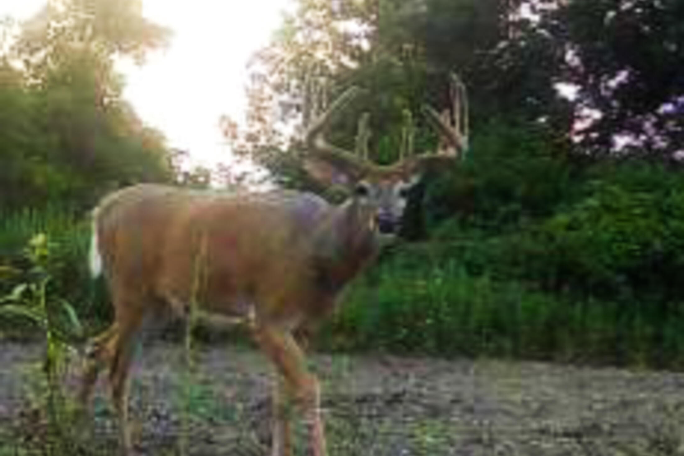 Lt0 Lt0 County Road Boscobel, WI 53805 - Photo 26 of 74 Crawford-County-WI-86-Acres-Land-For-Sal
