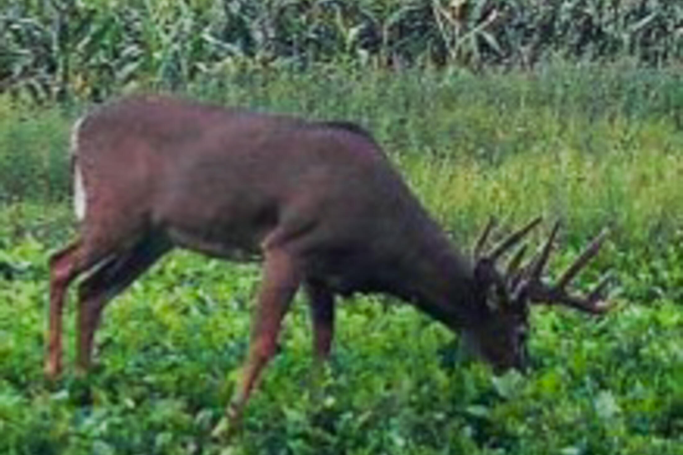 Lt0 Lt0 County Road Boscobel, WI 53805 - Photo 27 of 74 Crawford-County-WI-86-Acres-Land-For-Sal
