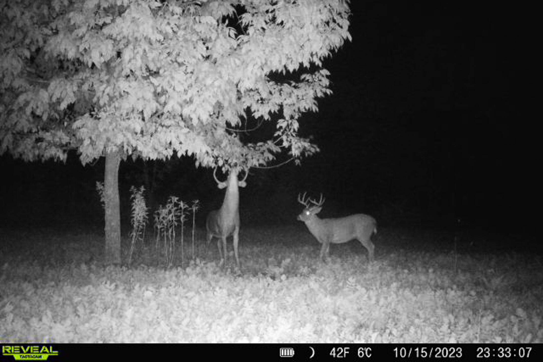 Lt0 Lt0 County Road Boscobel, WI 53805 - Photo 42 of 74 Crawford-County-WI-86-Acres-Land-For-Sal