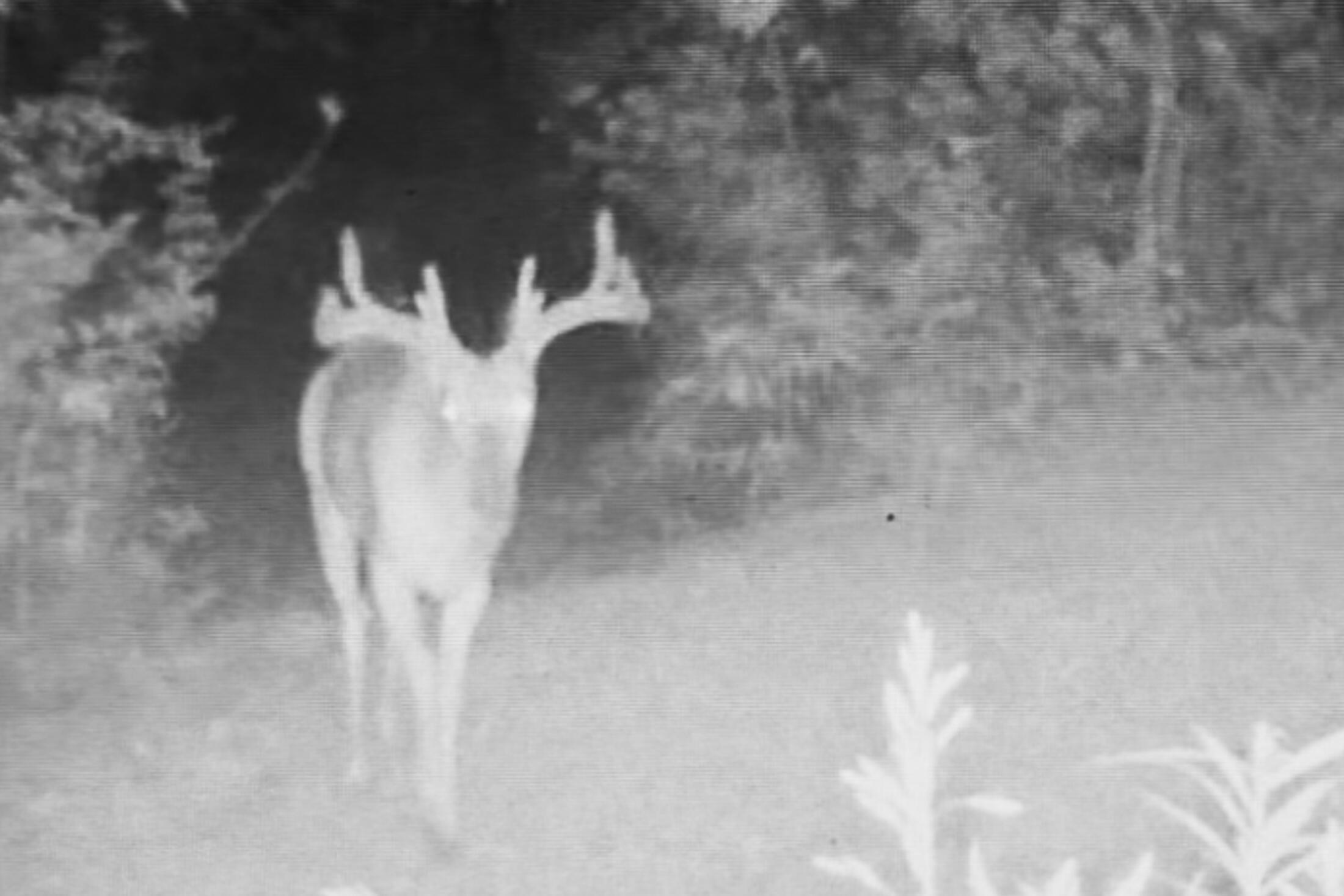 Lt0 Lt0 County Road Boscobel, WI 53805 - Photo 43 of 74 Crawford-County-WI-86-Acres-Land-For-Sal