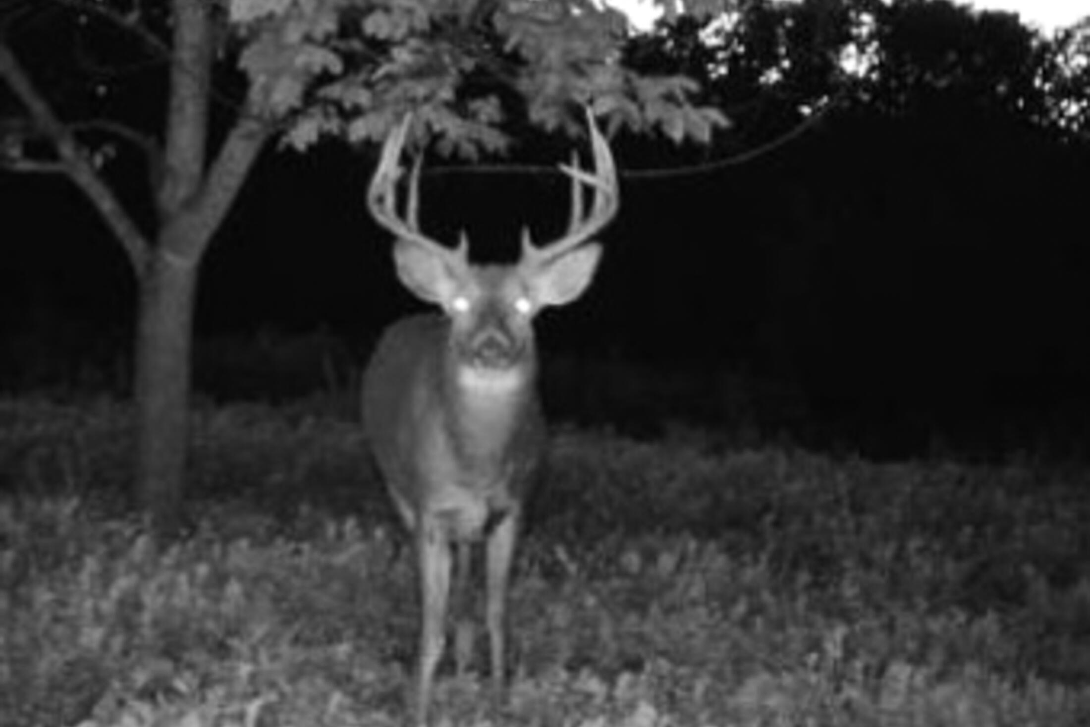 Lt0 Lt0 County Road Boscobel, WI 53805 - Photo 44 of 74 Crawford-County-WI-86-Acres-Land-For-Sal