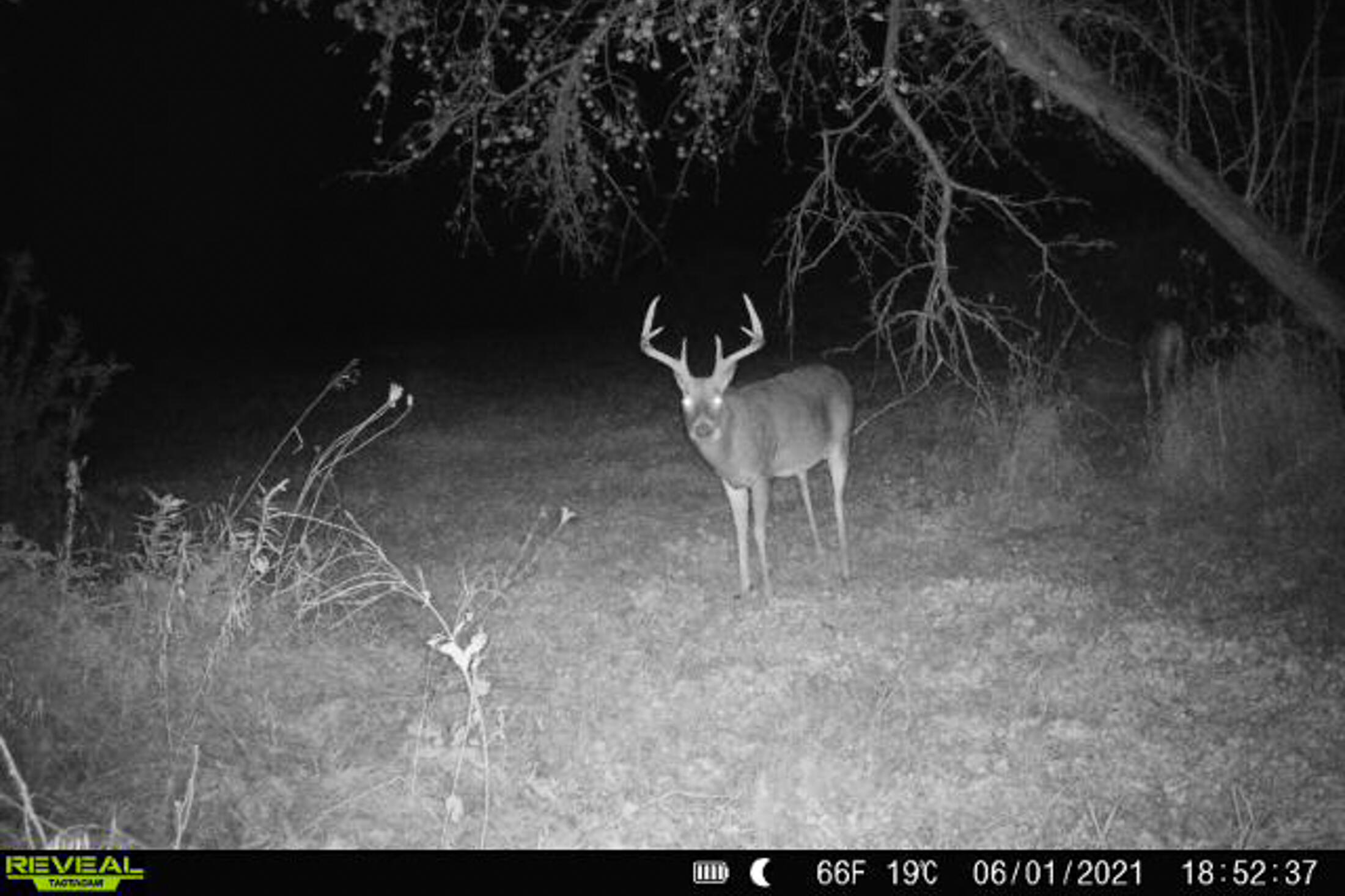 Lt0 Lt0 County Road Boscobel, WI 53805 - Photo 51 of 74 Crawford-County-WI-86-Acres-Land-For-Sal