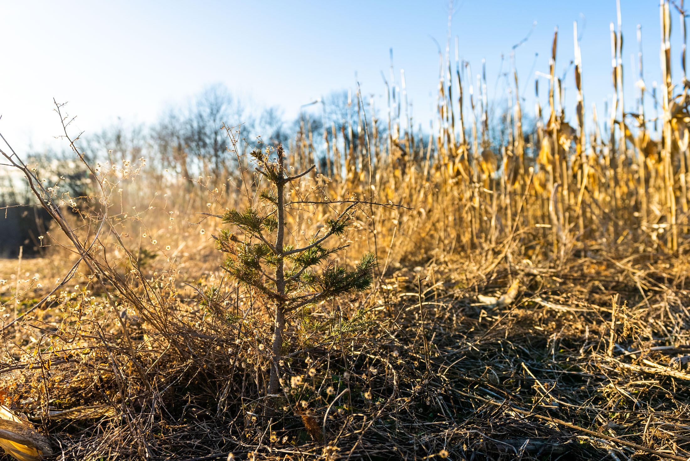 Lt0 Lt0 County Road Boscobel, WI 53805 - Photo 64 of 74 Crawford-County-WI-86-Acres-Land-For-Sal
