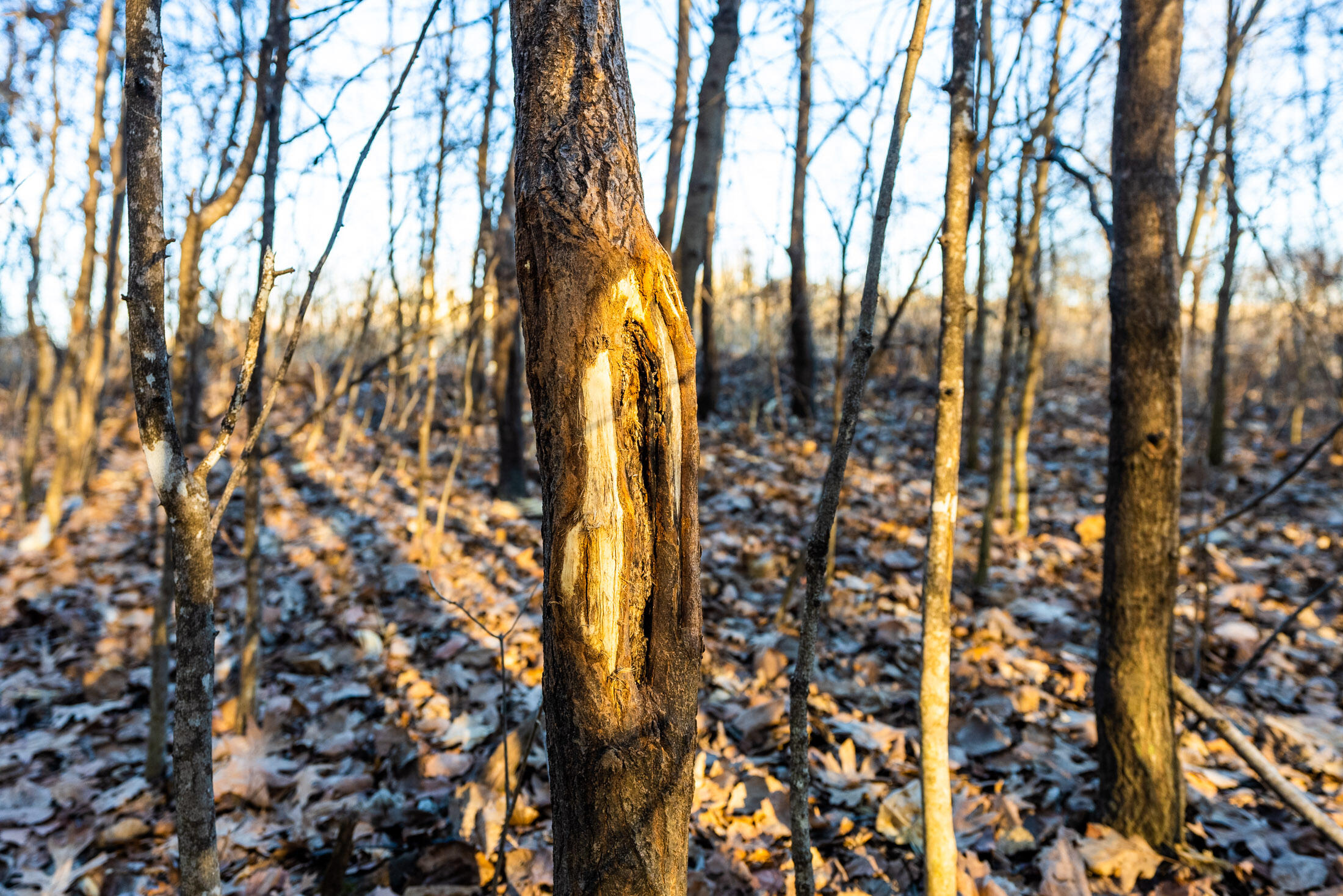 Lt0 Lt0 County Road Boscobel, WI 53805 - Photo 66 of 74 Crawford-County-WI-86-Acres-Land-For-Sal