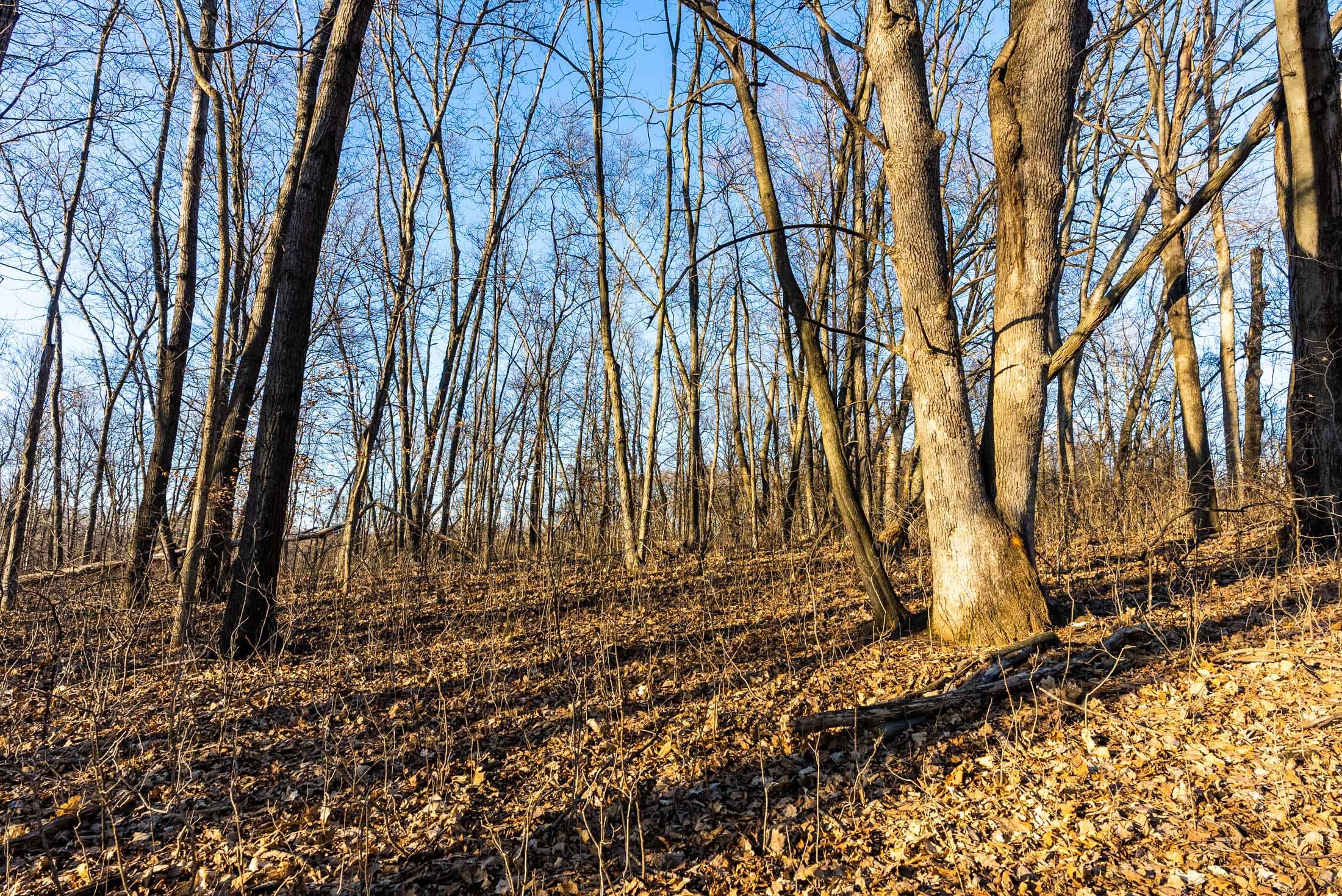 Lt0 Lt0 County Road Boscobel, WI 53805 - Photo 67 of 74 Crawford-County-WI-86-Acres-Land-For-Sal