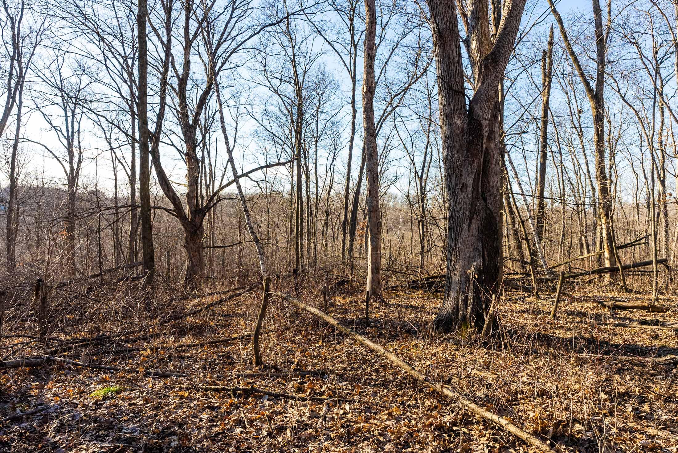 Lt0 Lt0 County Road Boscobel, WI 53805 - Photo 68 of 74 Crawford-County-WI-86-Acres-Land-For-Sal
