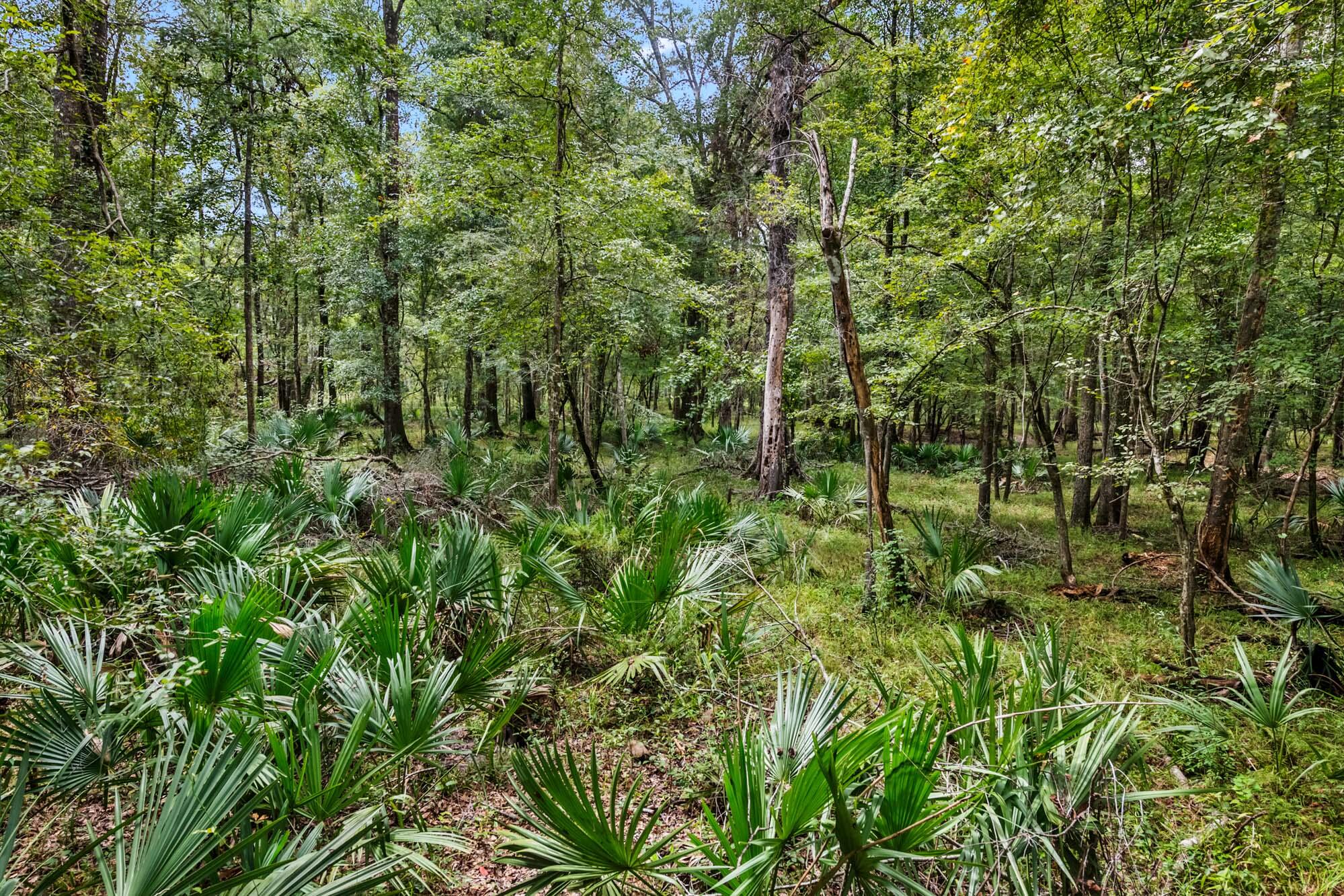 7884 Peirce Road Ridgeville, SC 29472 - Photo 67 of 84 HFL_EDISTO RIVER 80+ ACRES-63