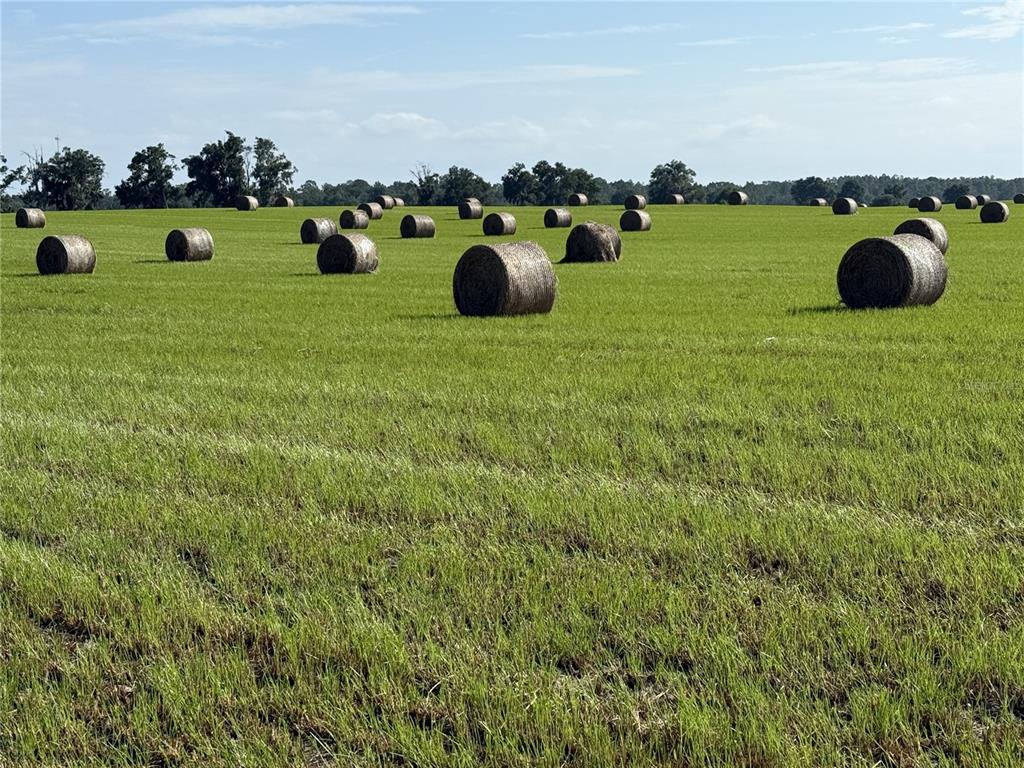 Northwest 72nd Place Bell, FL 32619 - Photo 3 of 11