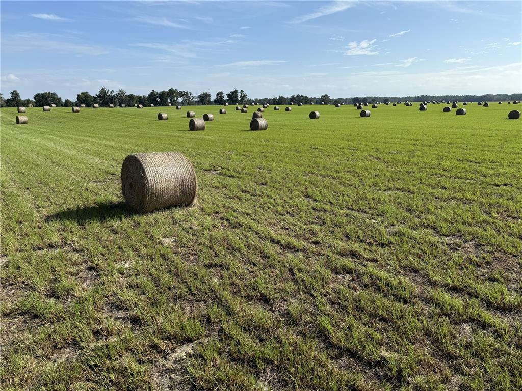 Northwest 72nd Place Bell, FL 32619 - Photo 4 of 11