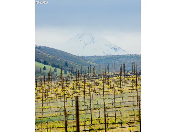 a view of a trees in a field