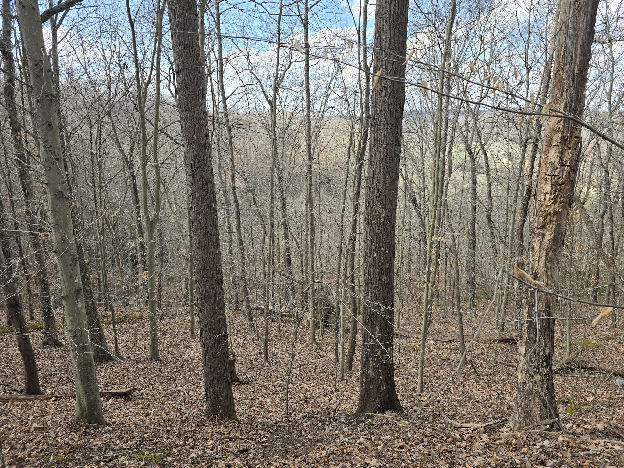 3 Maple Grove Road Orlando, KY 40460 - Photo 7 of 38 7-20260306_142759