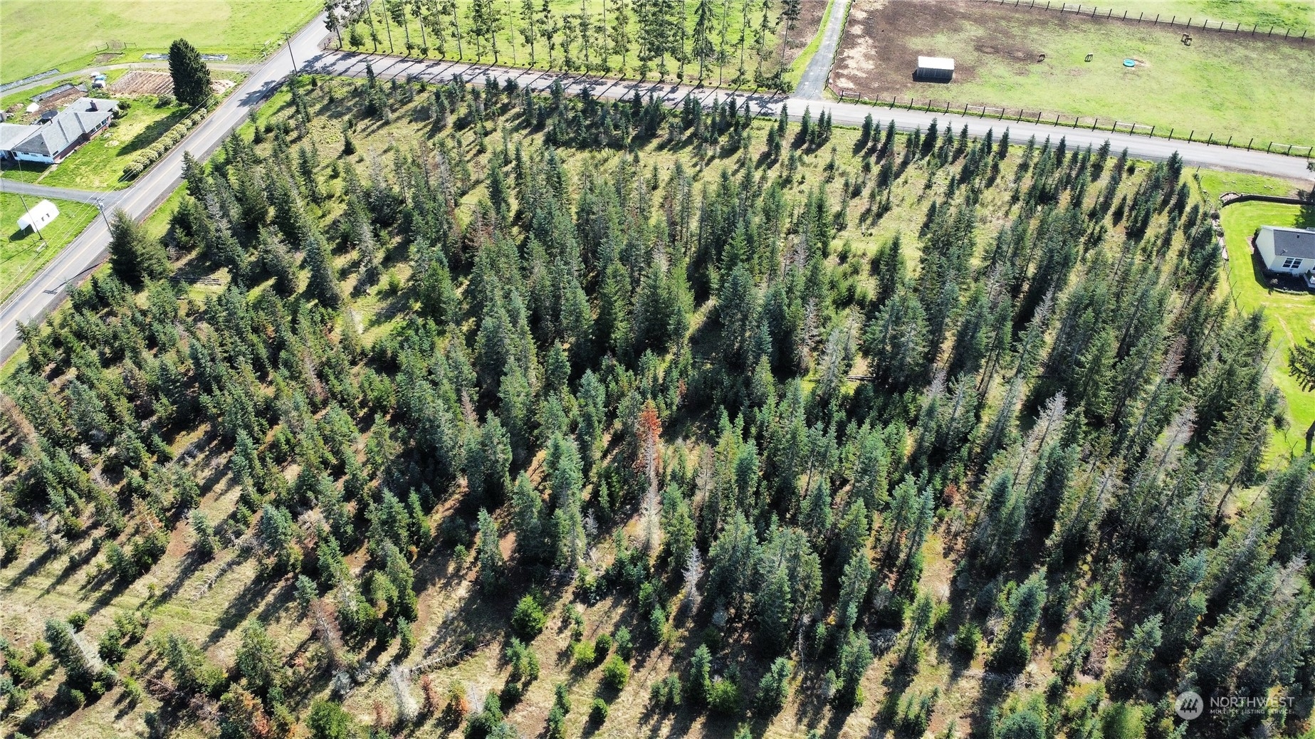 0 Brown Road East Chehalis, WA 98532 - Photo 12 of 17 a close up of a plant