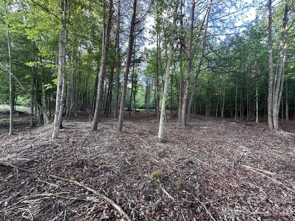 a view of a forest with trees in the background