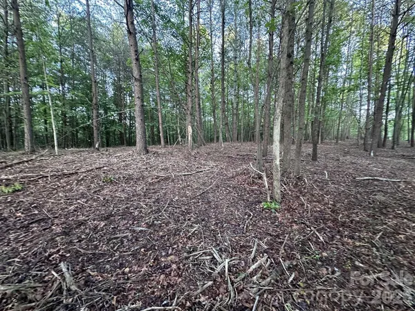 a view of a forest with trees in the background