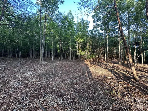 a view of a forest with trees in the background