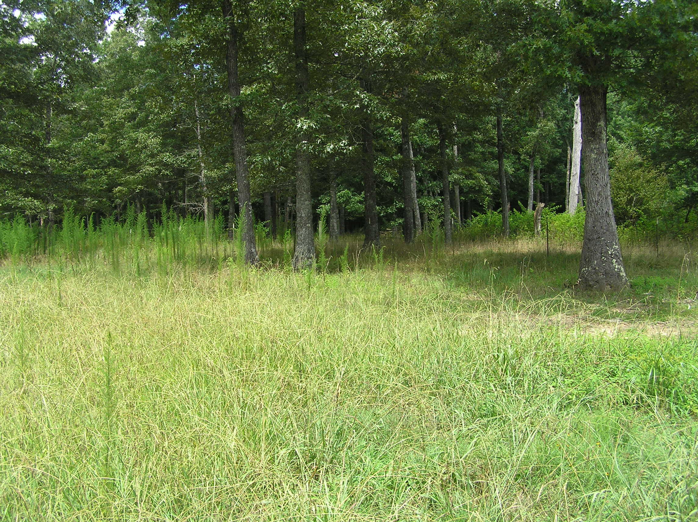 1799 Gizzard Creek Road Sequatchie, TN 37374 - Photo 16 of 40 P1010012