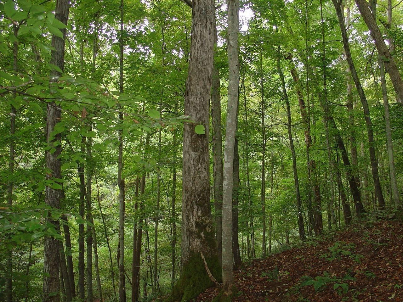 1 Acorn Fork Road Flat Lick, KY 40935 - Photo 3 of 10 Photo 3