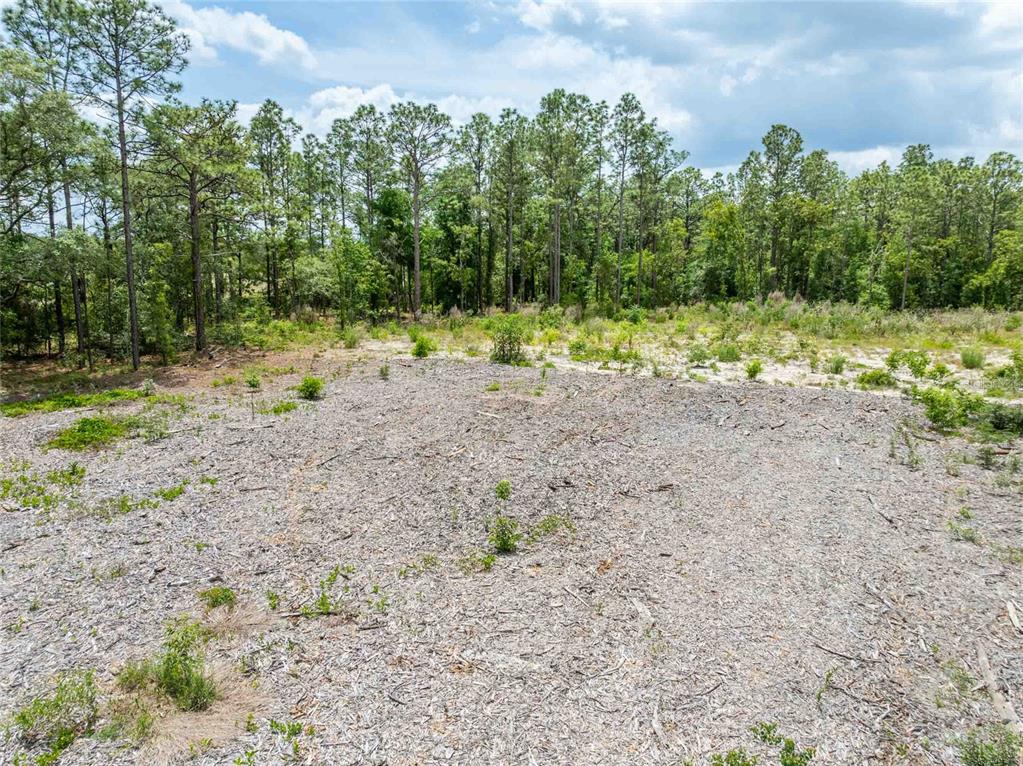 15022 Gar Street Spring Hill, FL 34609 - Photo 18 of 26 a view of a dry yard with trees