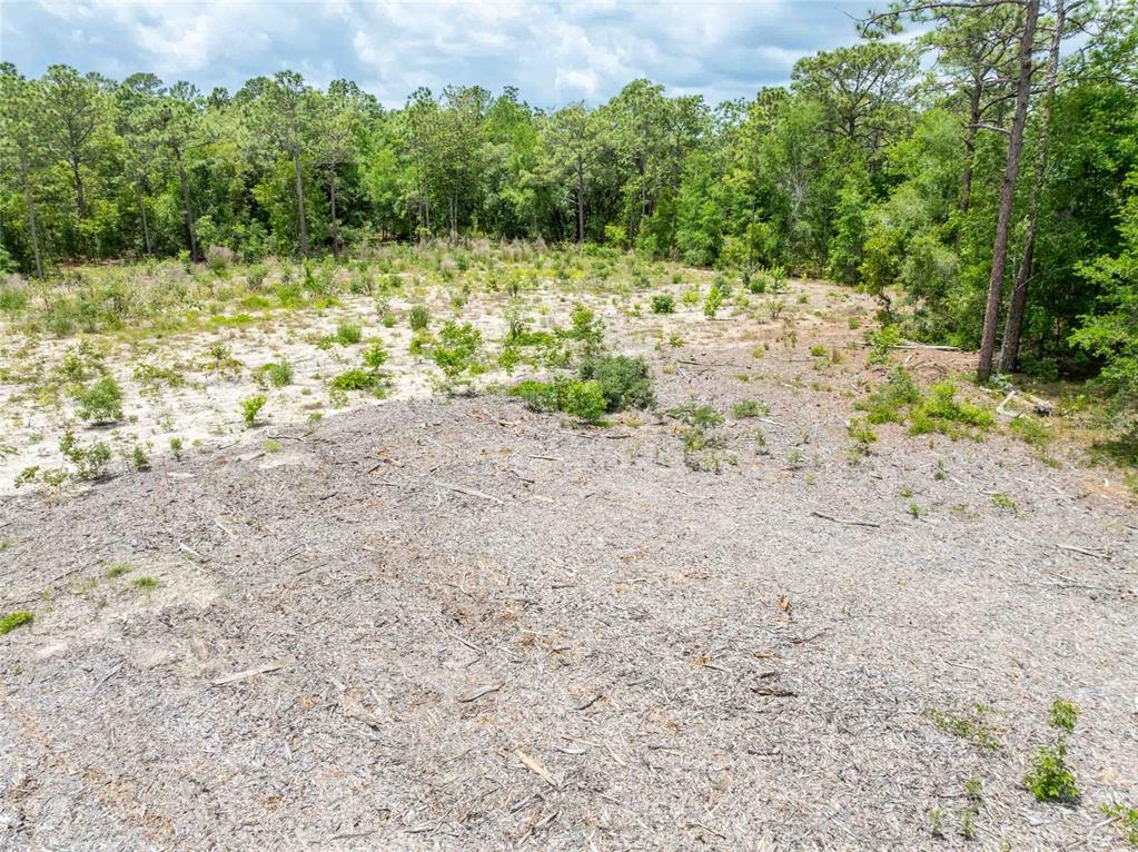 15022 Gar Street Spring Hill, FL 34609 - Photo 20 of 26 a view of a yard with plants and a tree