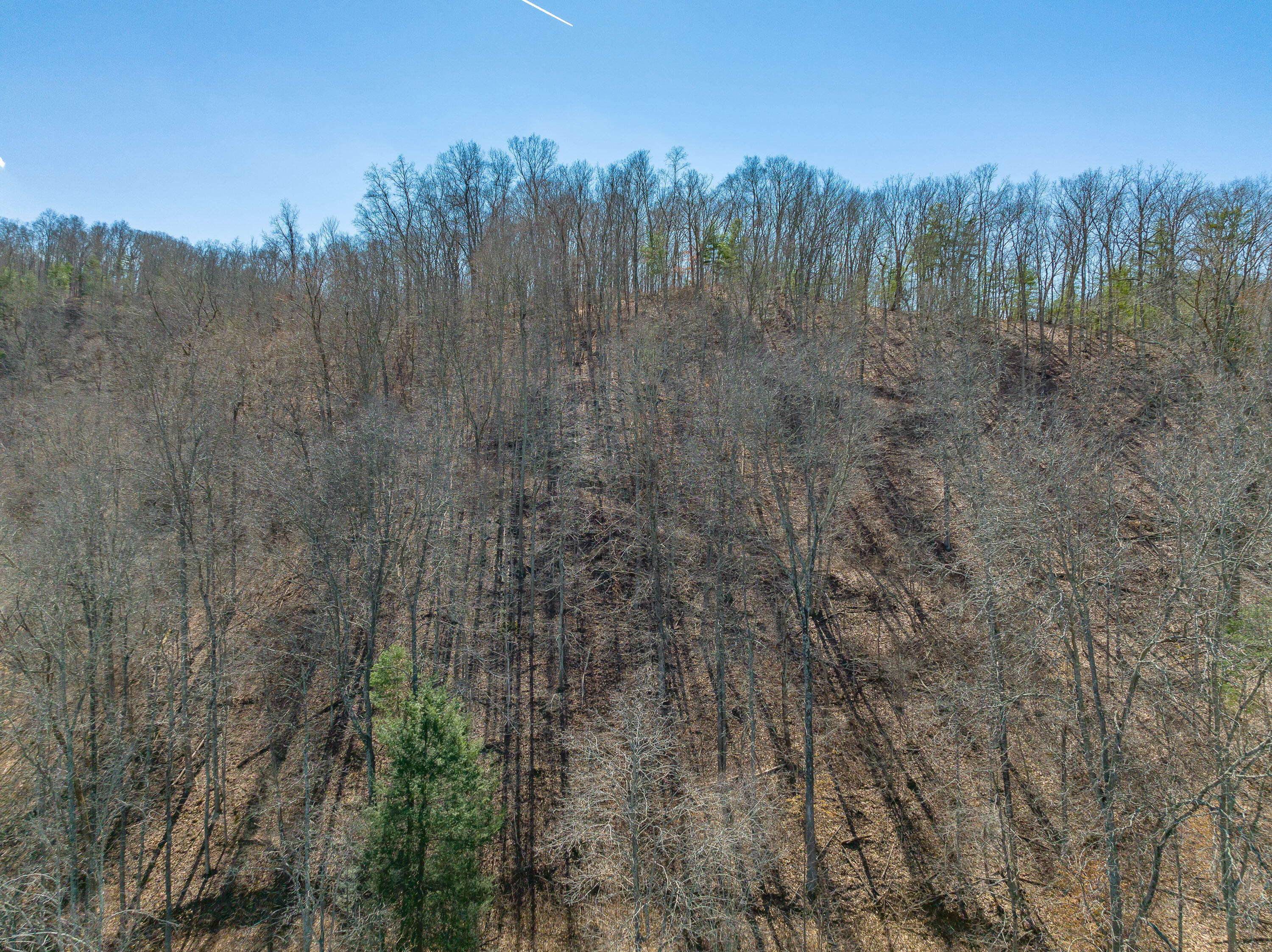 0 Ambrose Road Elliston, VA 24087 - Photo 35 of 42 a view of a forest with trees in the background