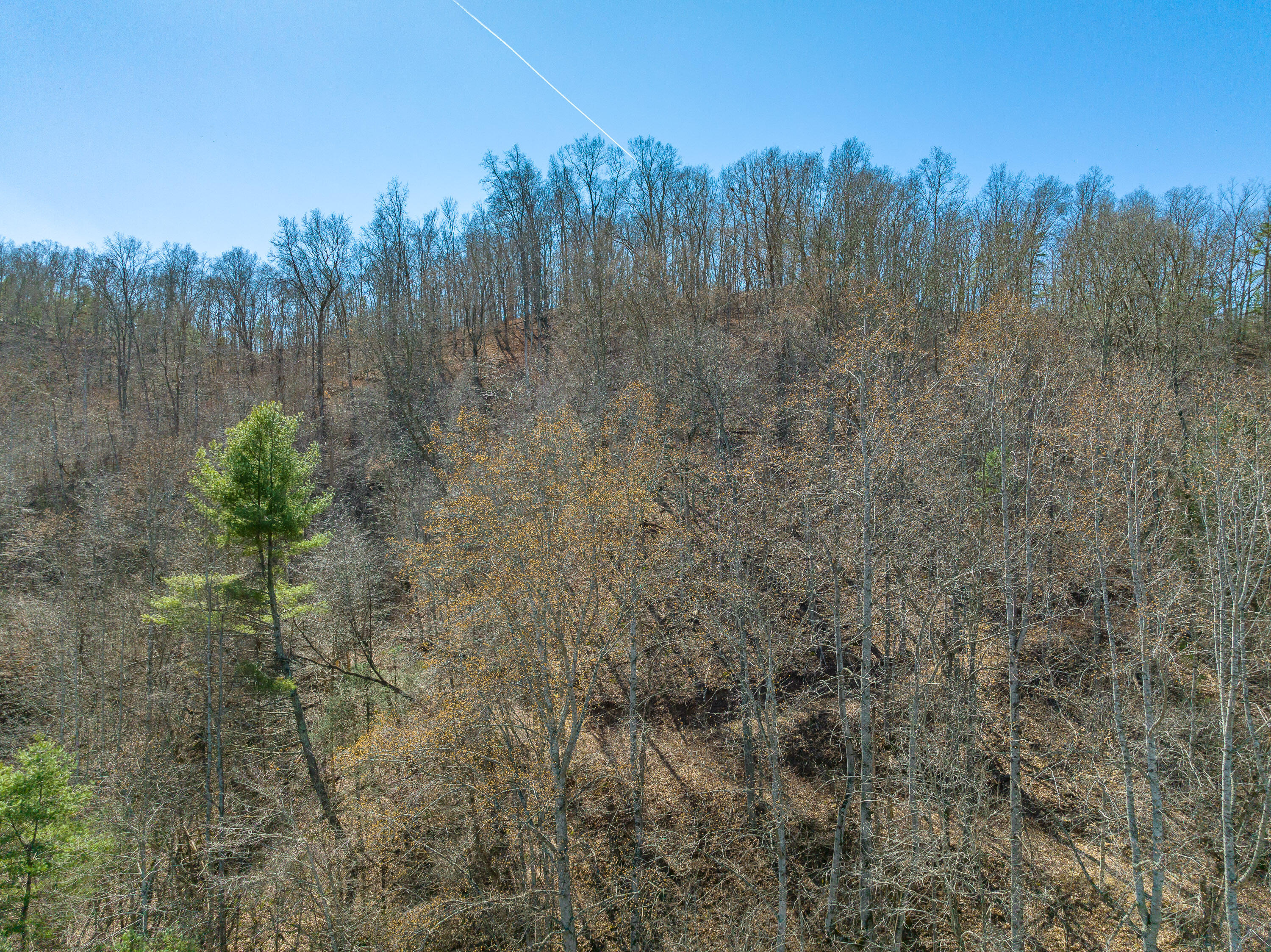 0 Ambrose Road Elliston, VA 24087 - Photo 40 of 42 a view of a forest with trees in the background