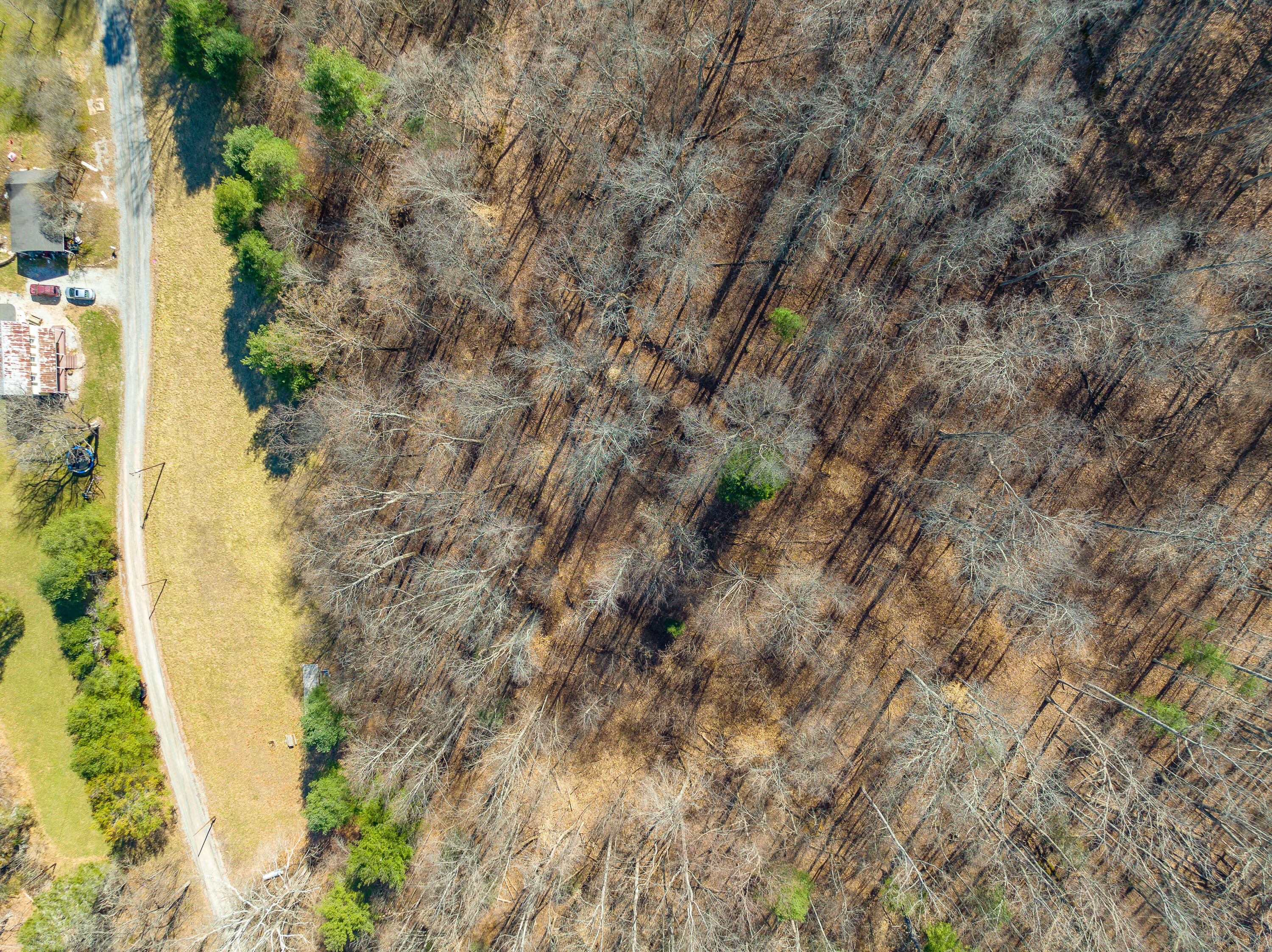 0 Ambrose Road Elliston, VA 24087 - Photo 7 of 42 a view of a forest with a tree