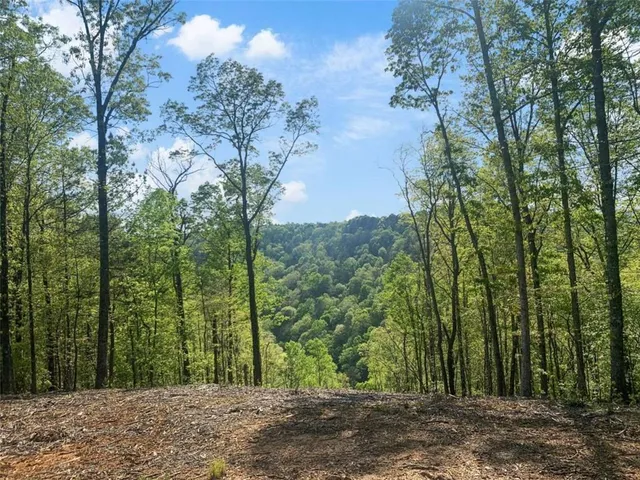 a view of a forest with large trees