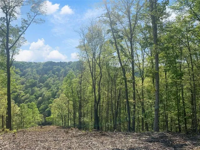 a view of a yard with a large trees