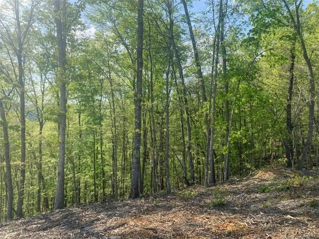 a view of a forest filled with trees and lots of trees