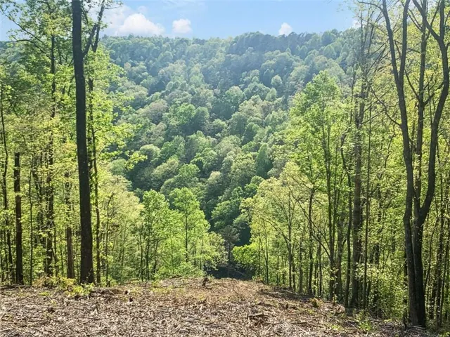 a view of a yard with plants and large trees