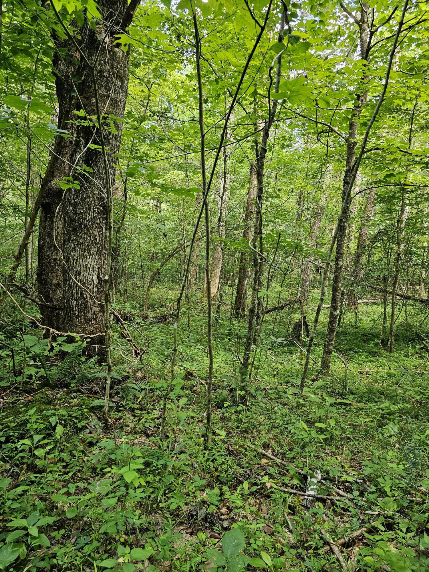 0 Merritt School Road Somerset, KY 42501 - Photo 6 of 15 5 Summer