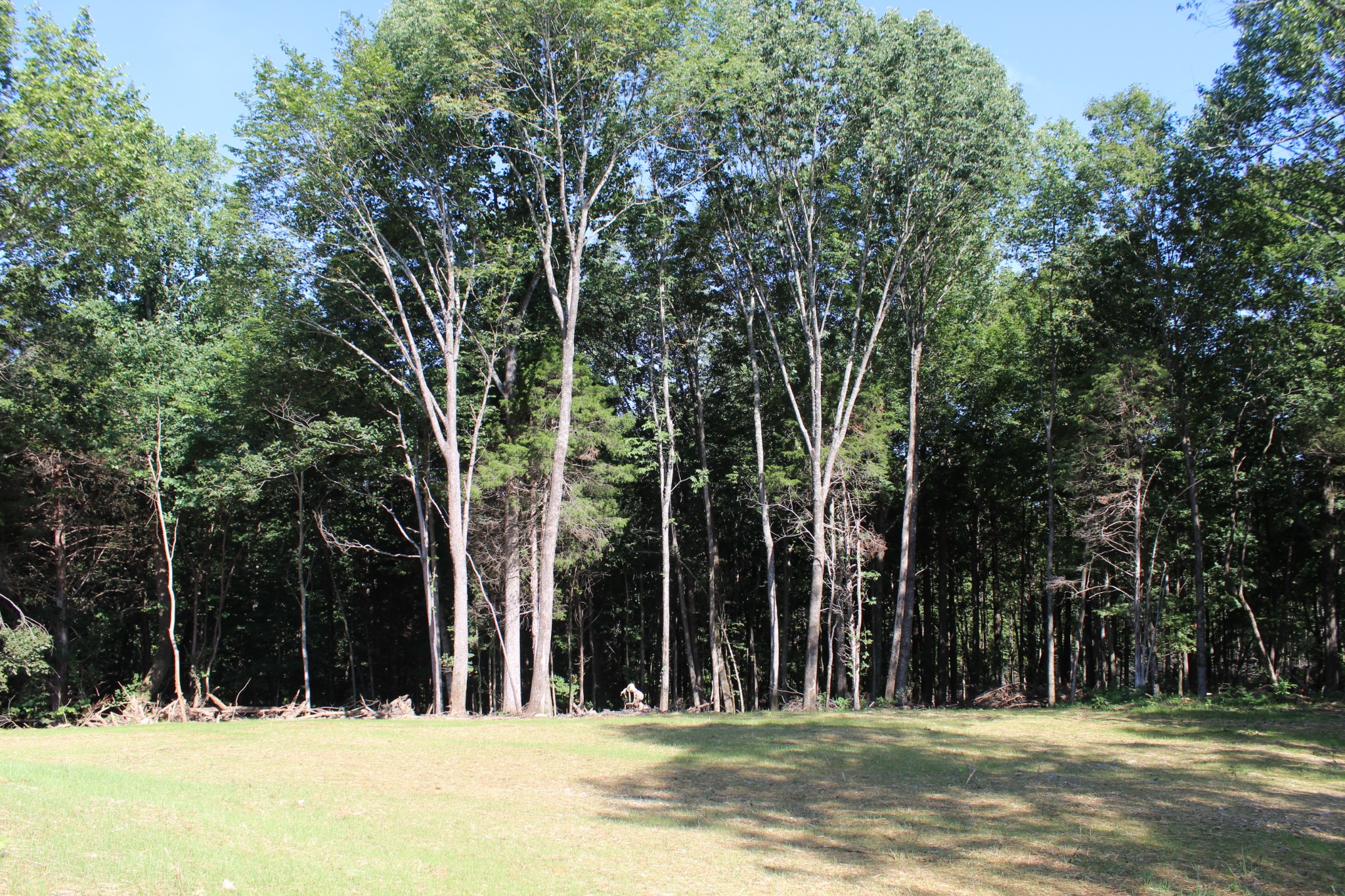 3835 Union Camp Road Lafayette, TN 37083 - Photo 5 of 27 a view of outdoor space with trees