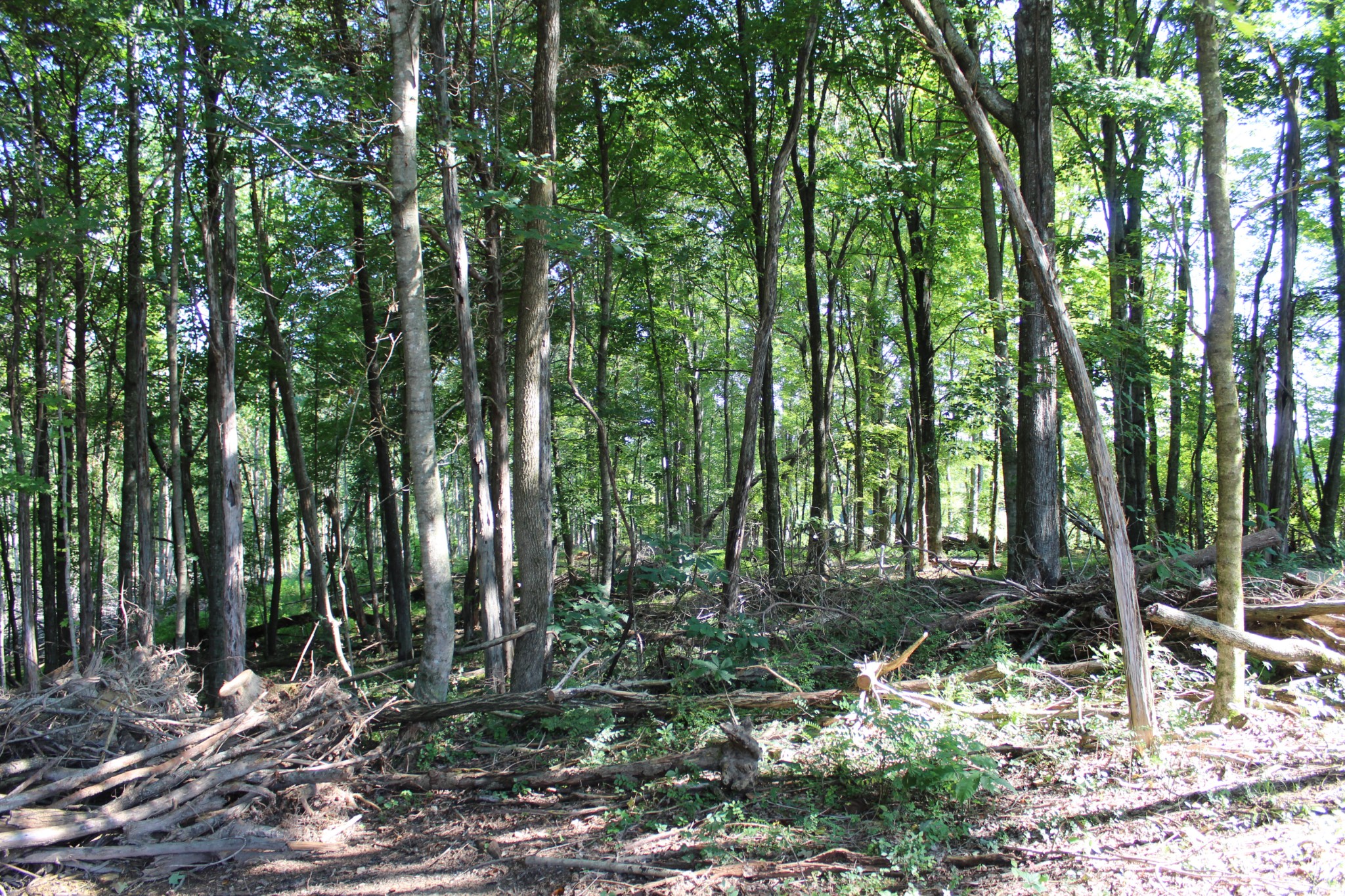 3835 Union Camp Road Lafayette, TN 37083 - Photo 6 of 27 a view of outdoor space and trees