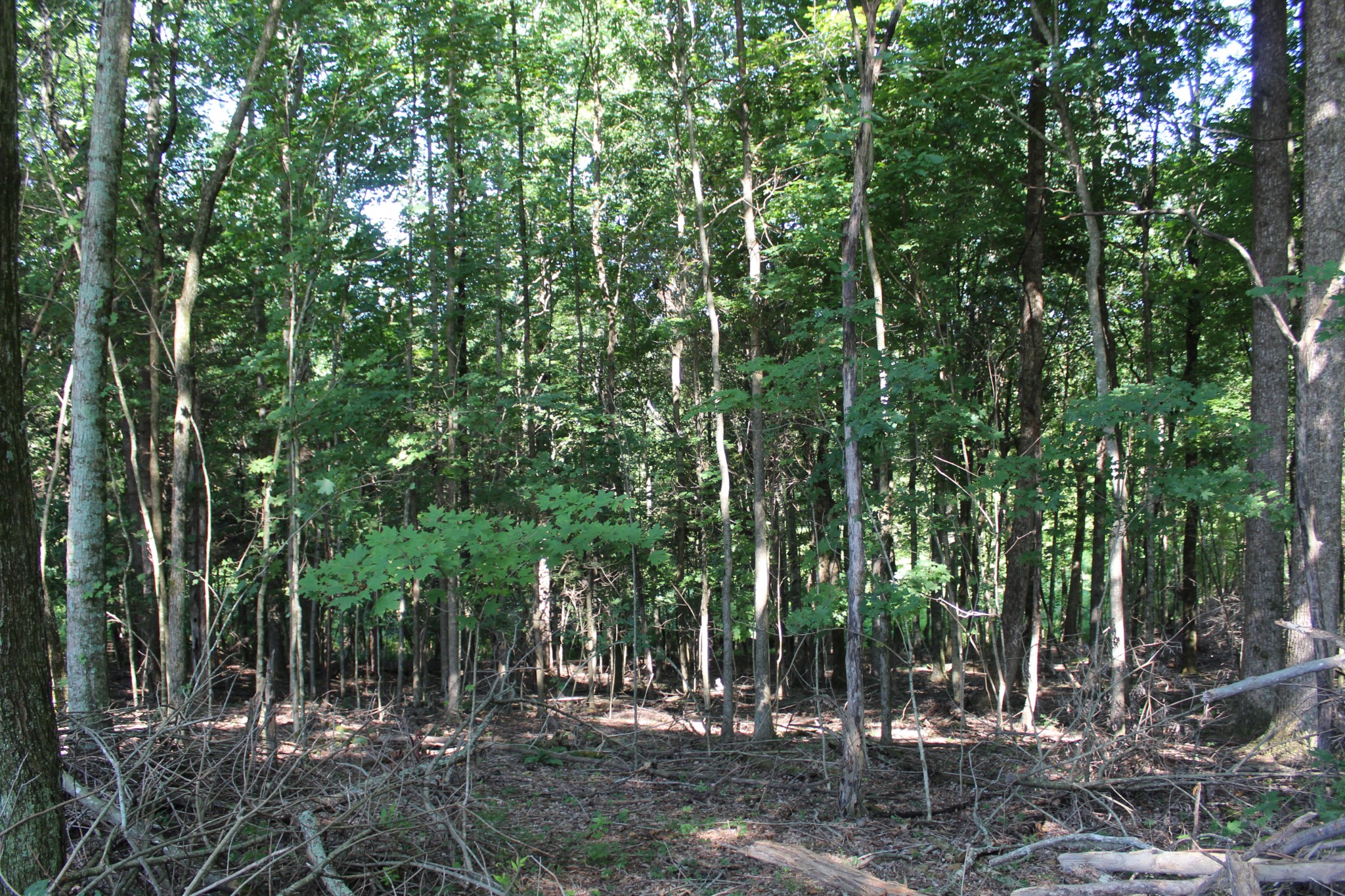 3835 Union Camp Road Lafayette, TN 37083 - Photo 7 of 27 a view of forest