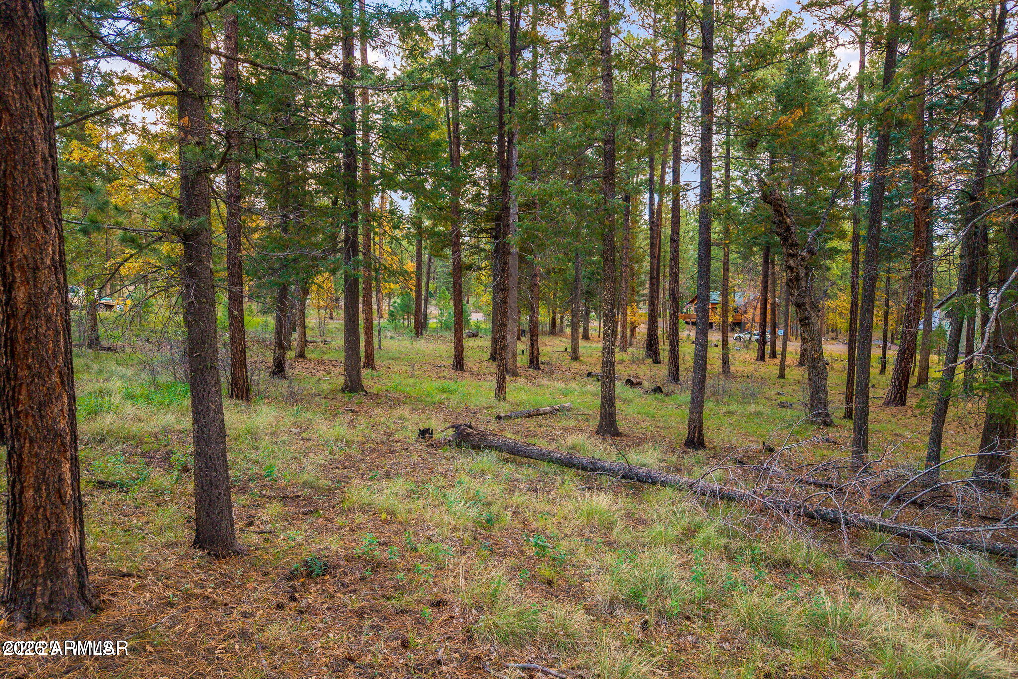 0 County Road 2196, Unit 74A Alpine, AZ 85920 - Photo 14 of 16 a view of outdoor space with trees