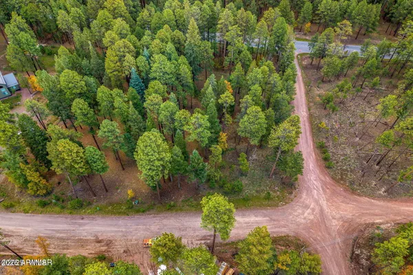 a view of a yard with plants and a large tree