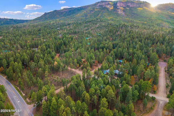 a view of a lush green forest with a street