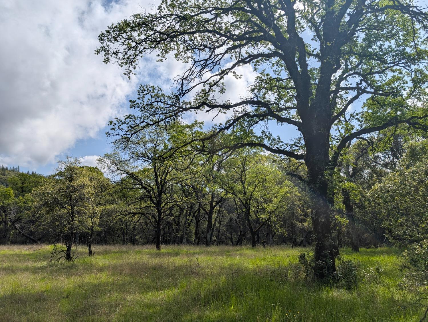 14677 Begonia Way Oregon House, CA 95962 - Photo 2 of 9 a view of outdoor space with a garden and trees