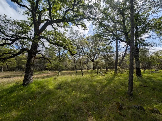 a big yard with lots of green space and trees